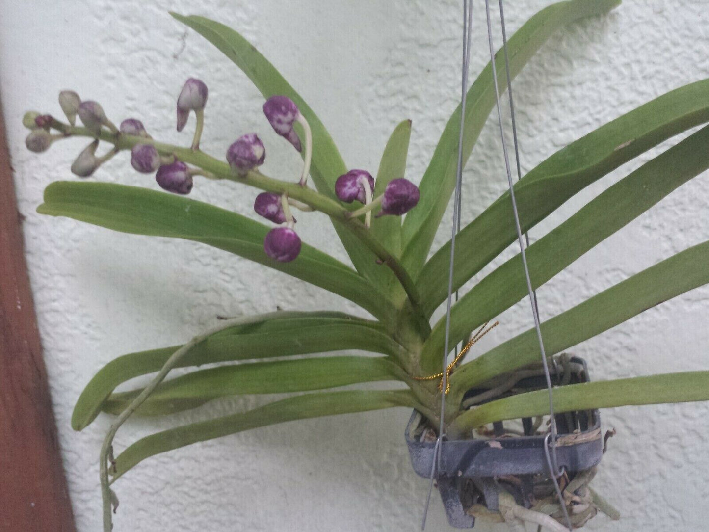 Vanda Vandachostylis Colemarie