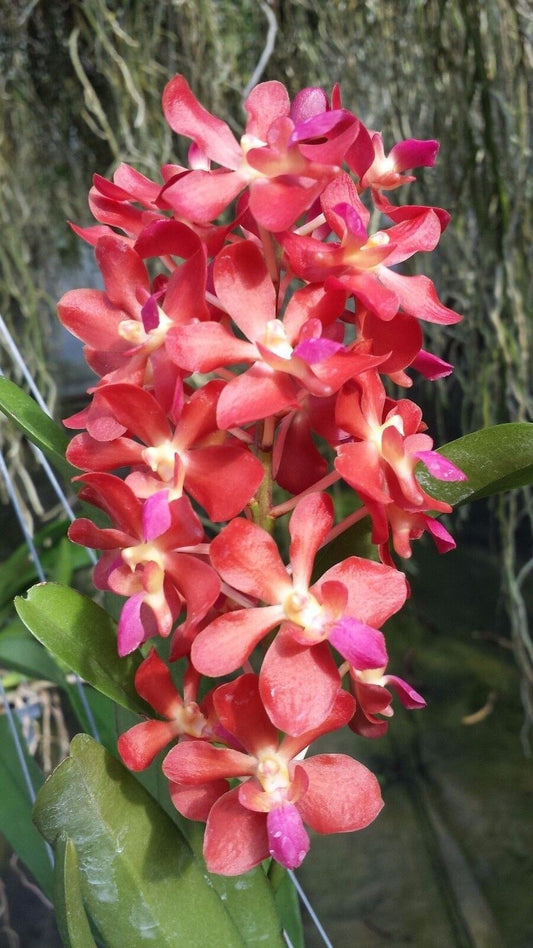 Vanda Waironara Tango Fire