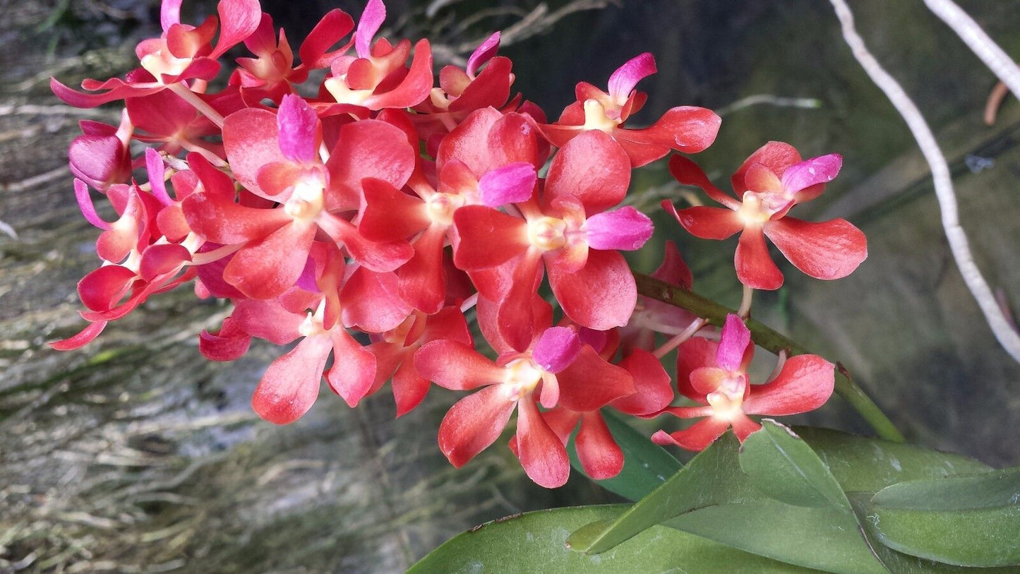 Vanda Waironara Tango Fire