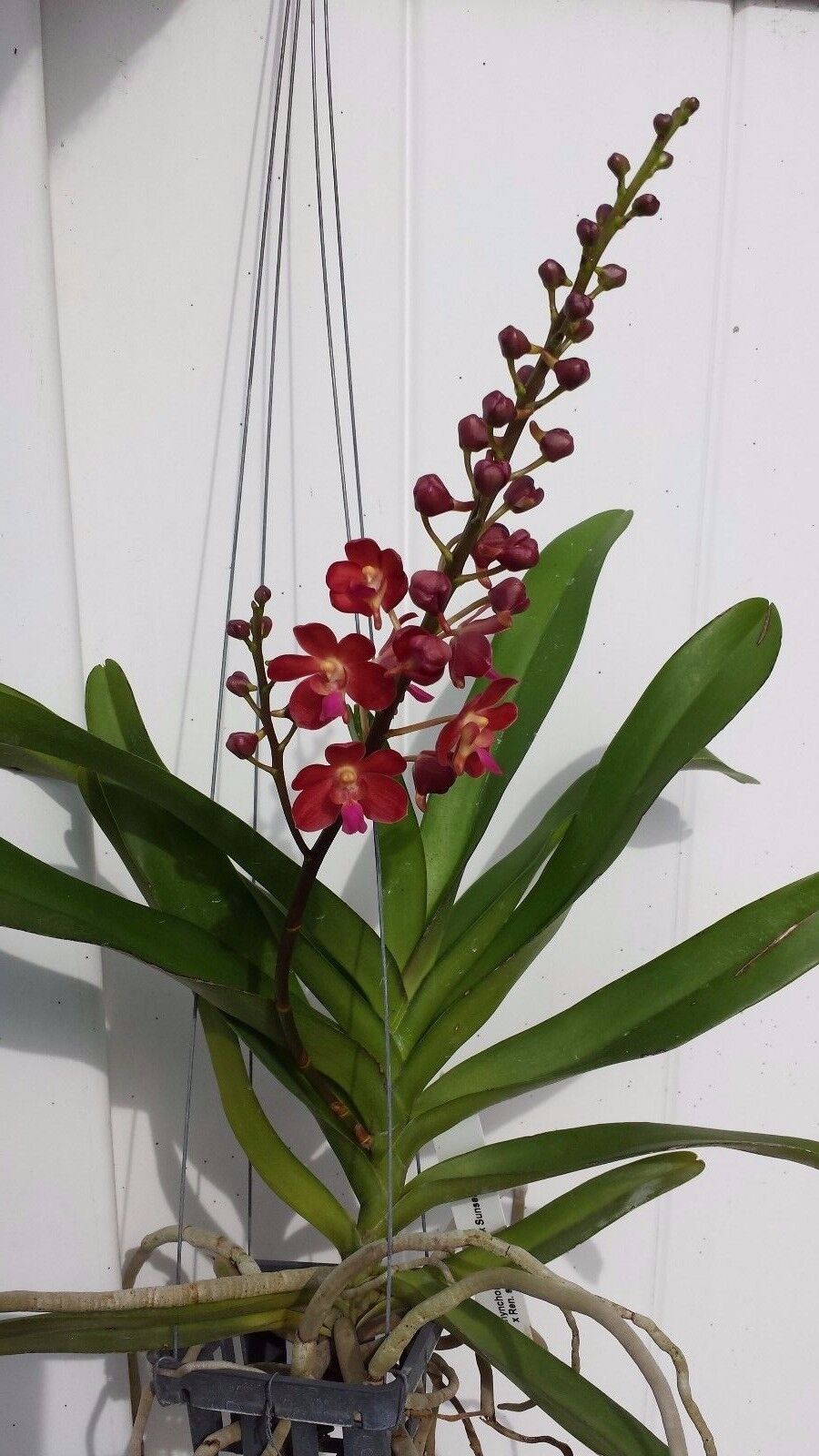 Vanda Waironara Tango Fire