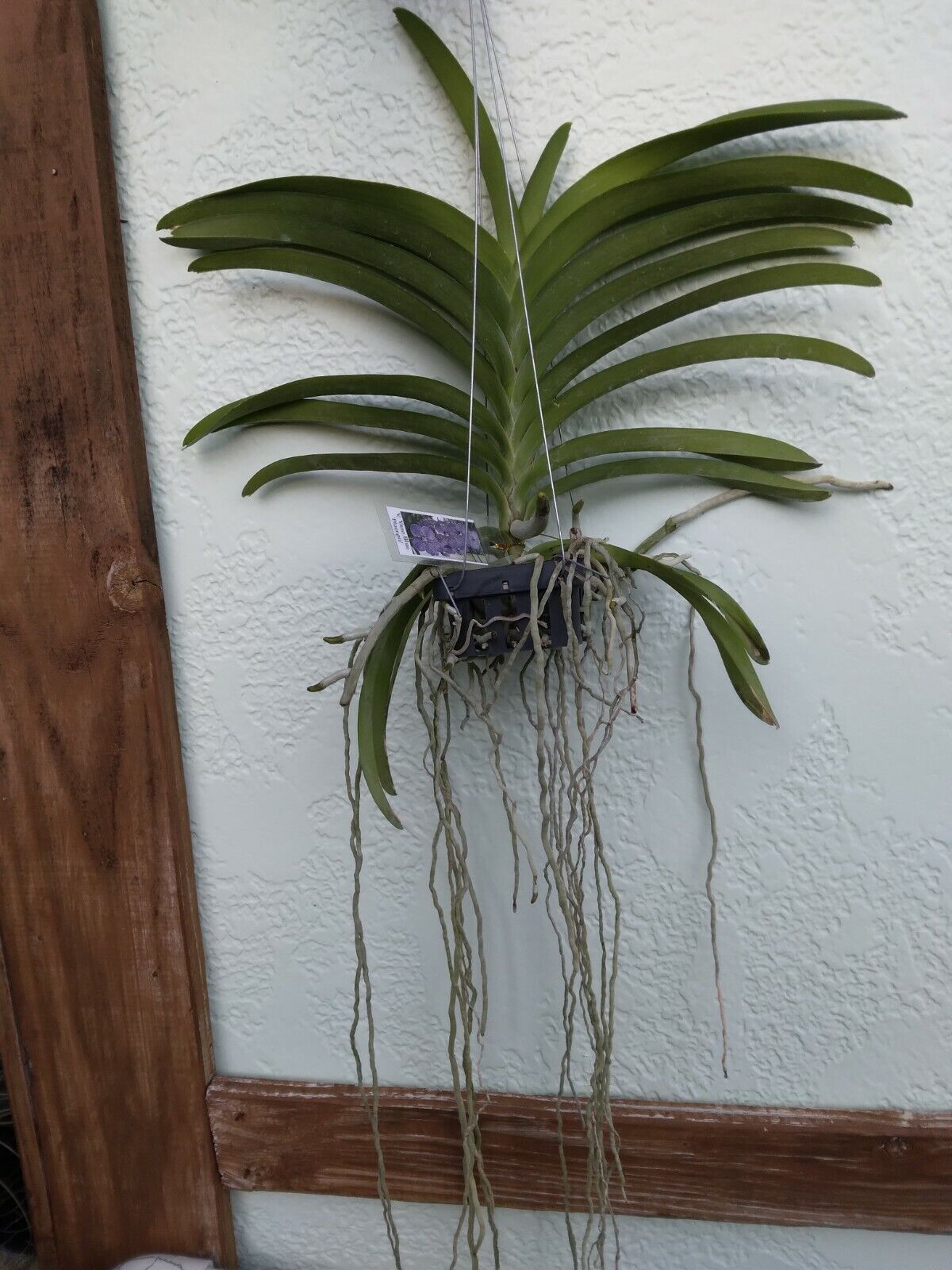Vanda Yano Blue Ploenpit