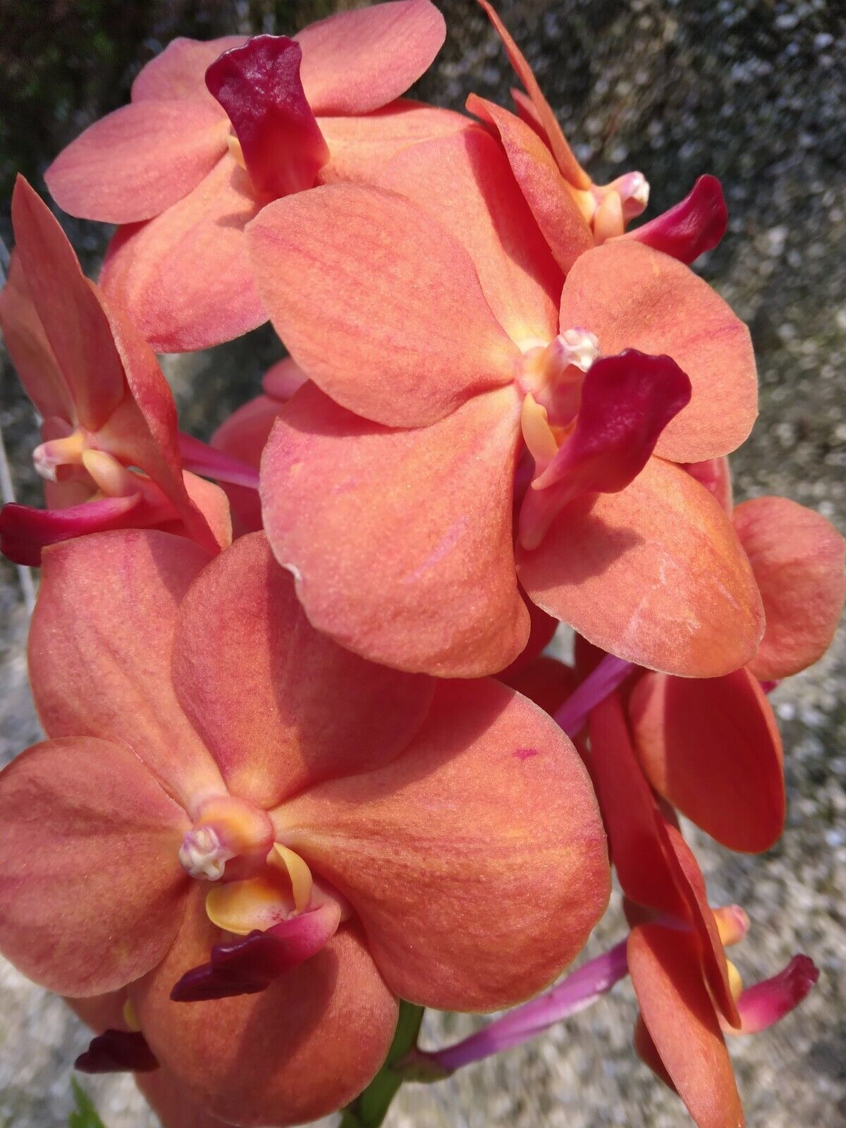Vanda Tubtim Velvet x Khaw Phaik Suan ) x Pine Rivers