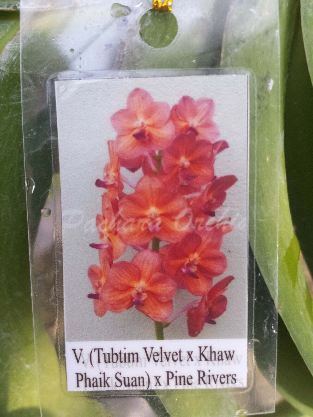 Vanda Tubtim Velvet x Khaw Phaik Suan ) x Pine Rivers