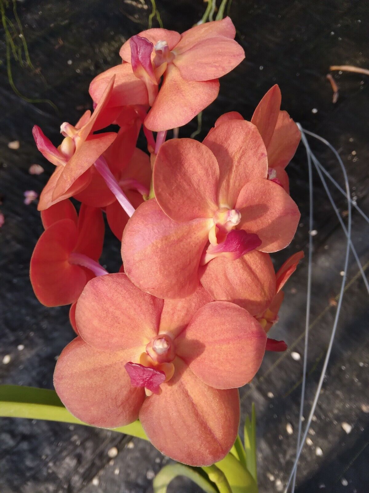 Vanda Tubtim Velvet x Khaw Phaik Suan ) x Pine Rivers