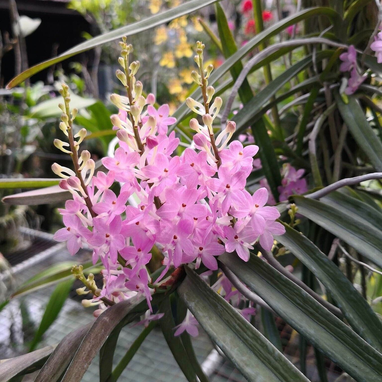 Vanda christensonia Pink