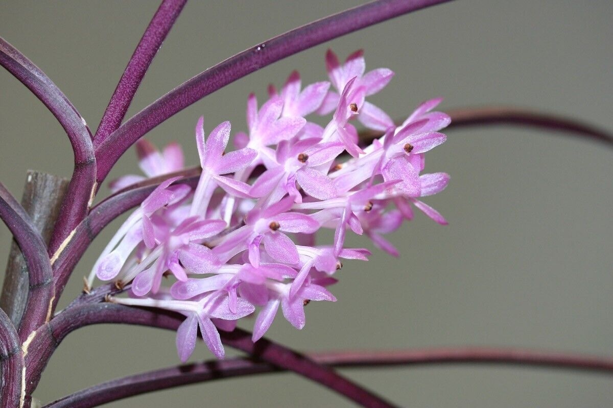 Vanda christensonia Pink