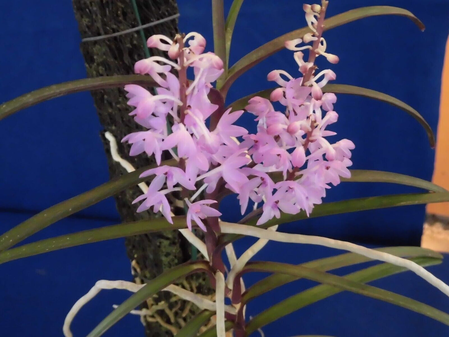 Vanda christensonia Pink
