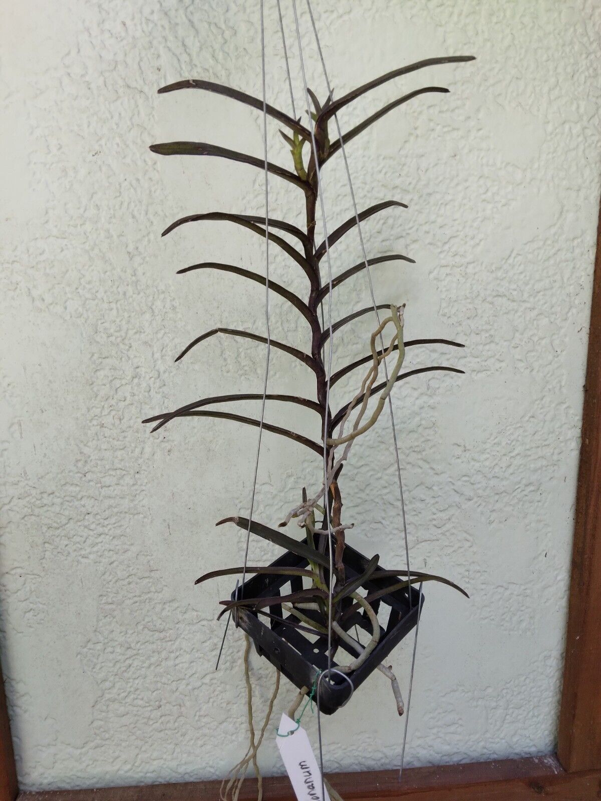 Vanda christensonia Pink
