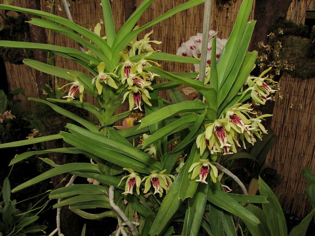 Vanda cristata mountain species