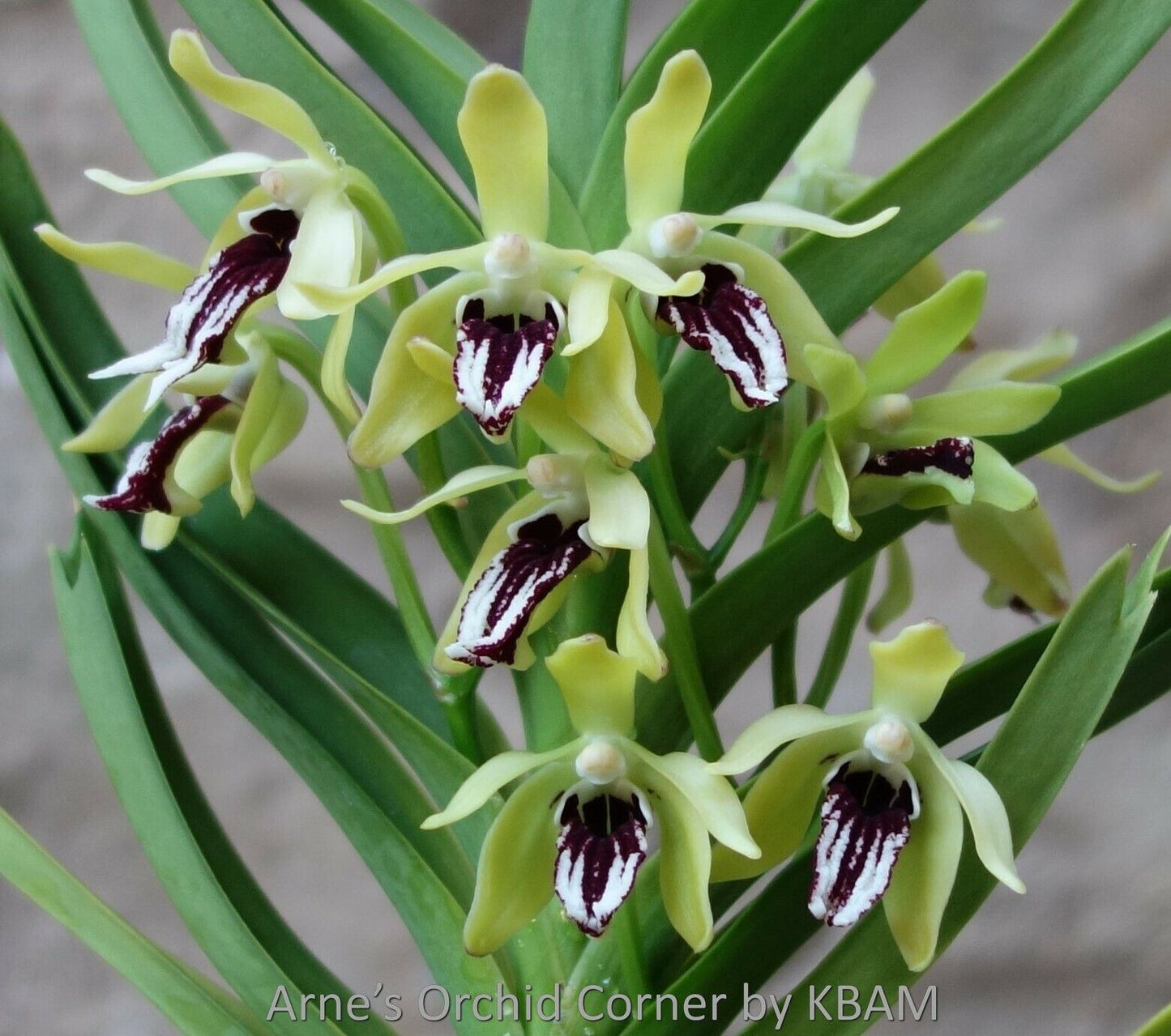 Vanda cristata mountain species