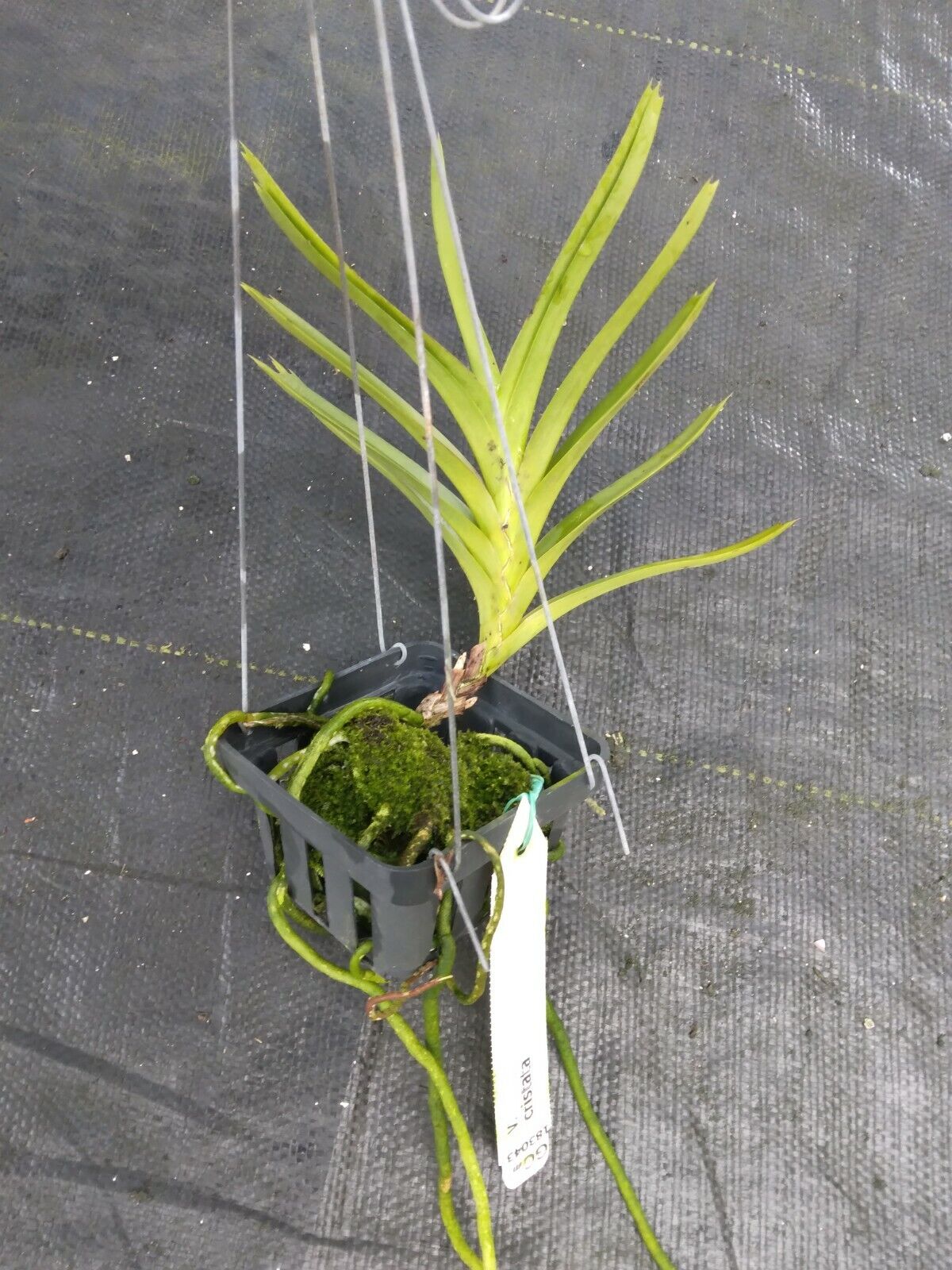 Vanda cristata mountain species