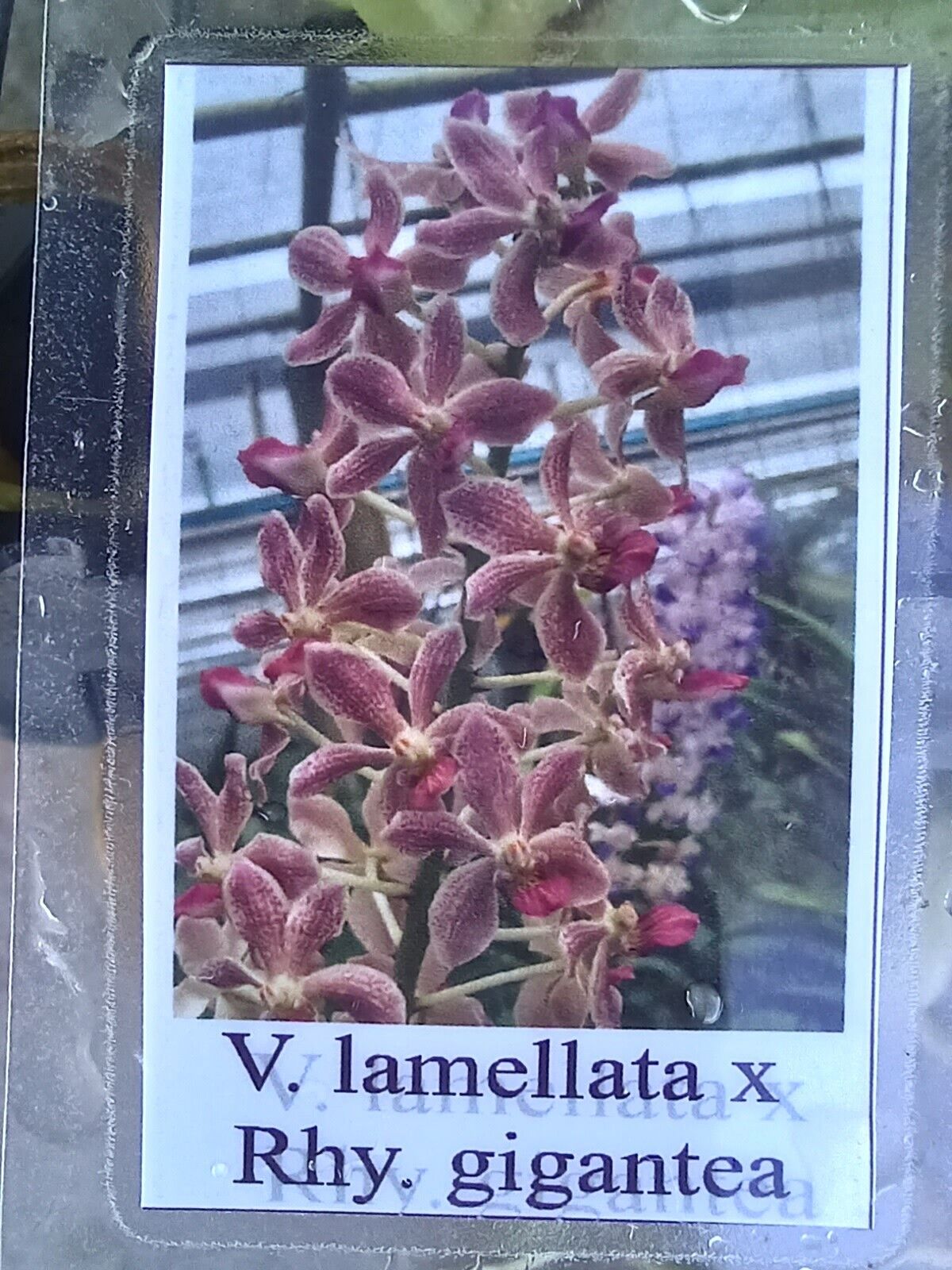 Vanda lamellata x Rhy gigantea Fragrant