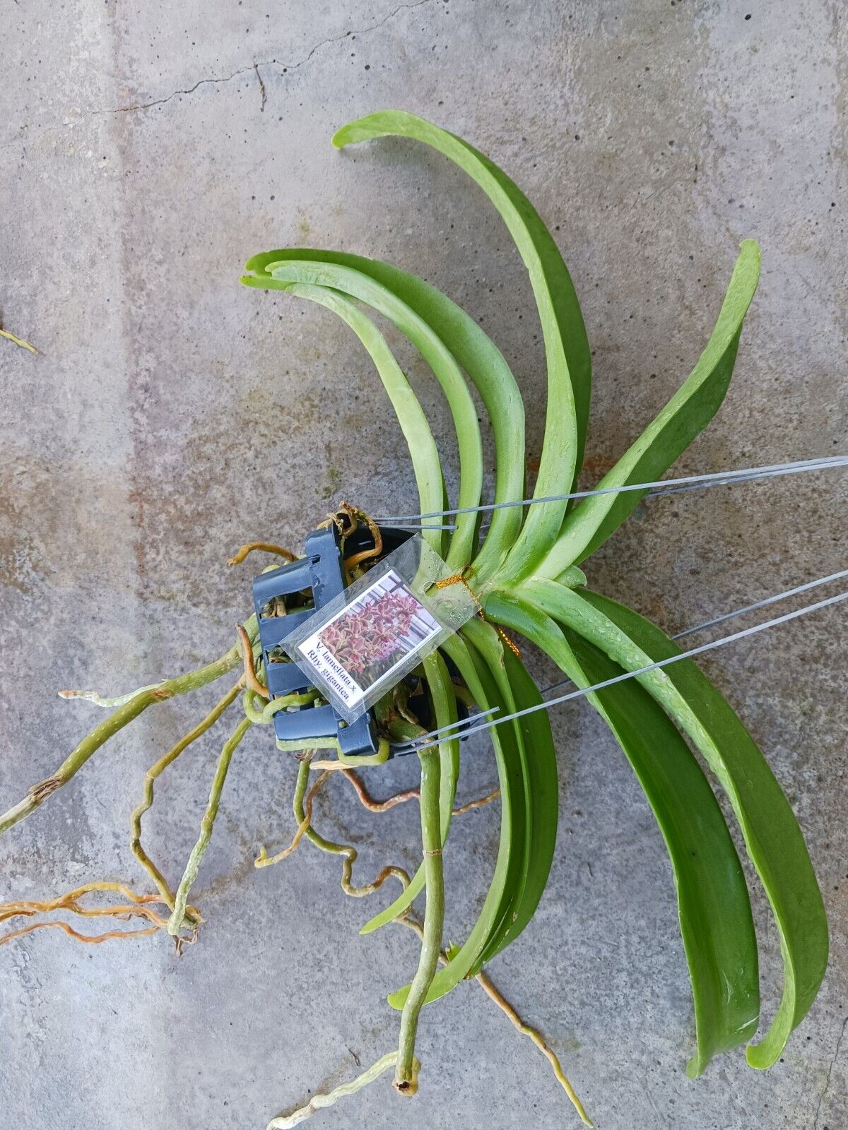 Vanda lamellata x Rhy gigantea Fragrant