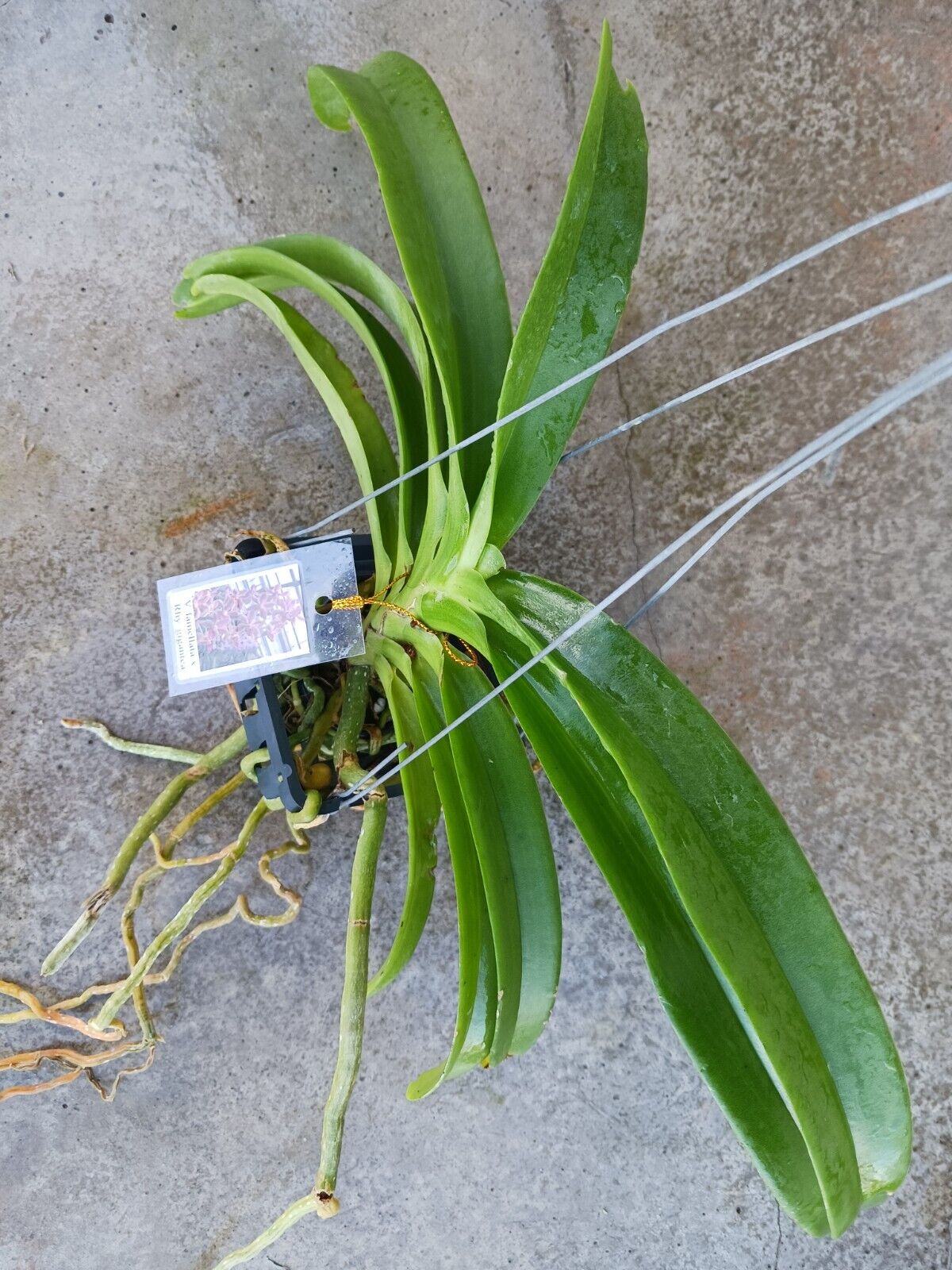 Vanda lamellata x Rhy gigantea Fragrant
