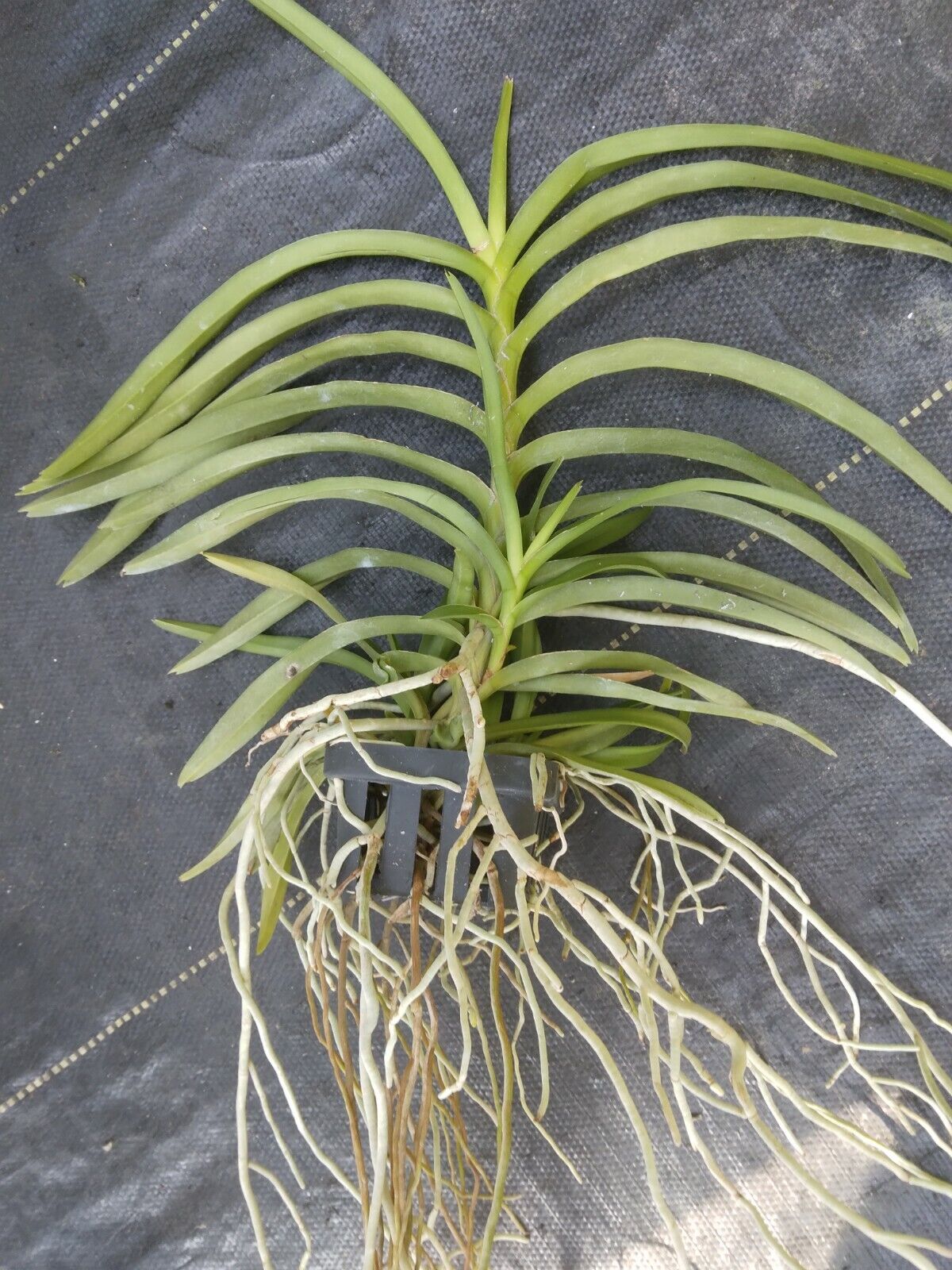 Vanda mariae Philippine species