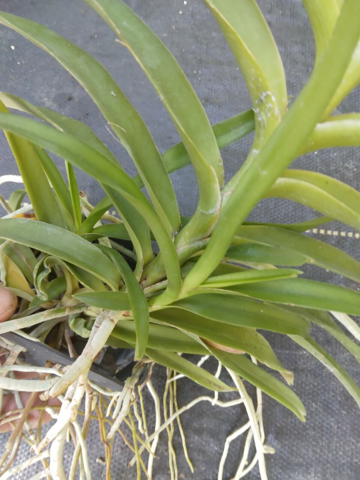 Vanda mariae Philippine species