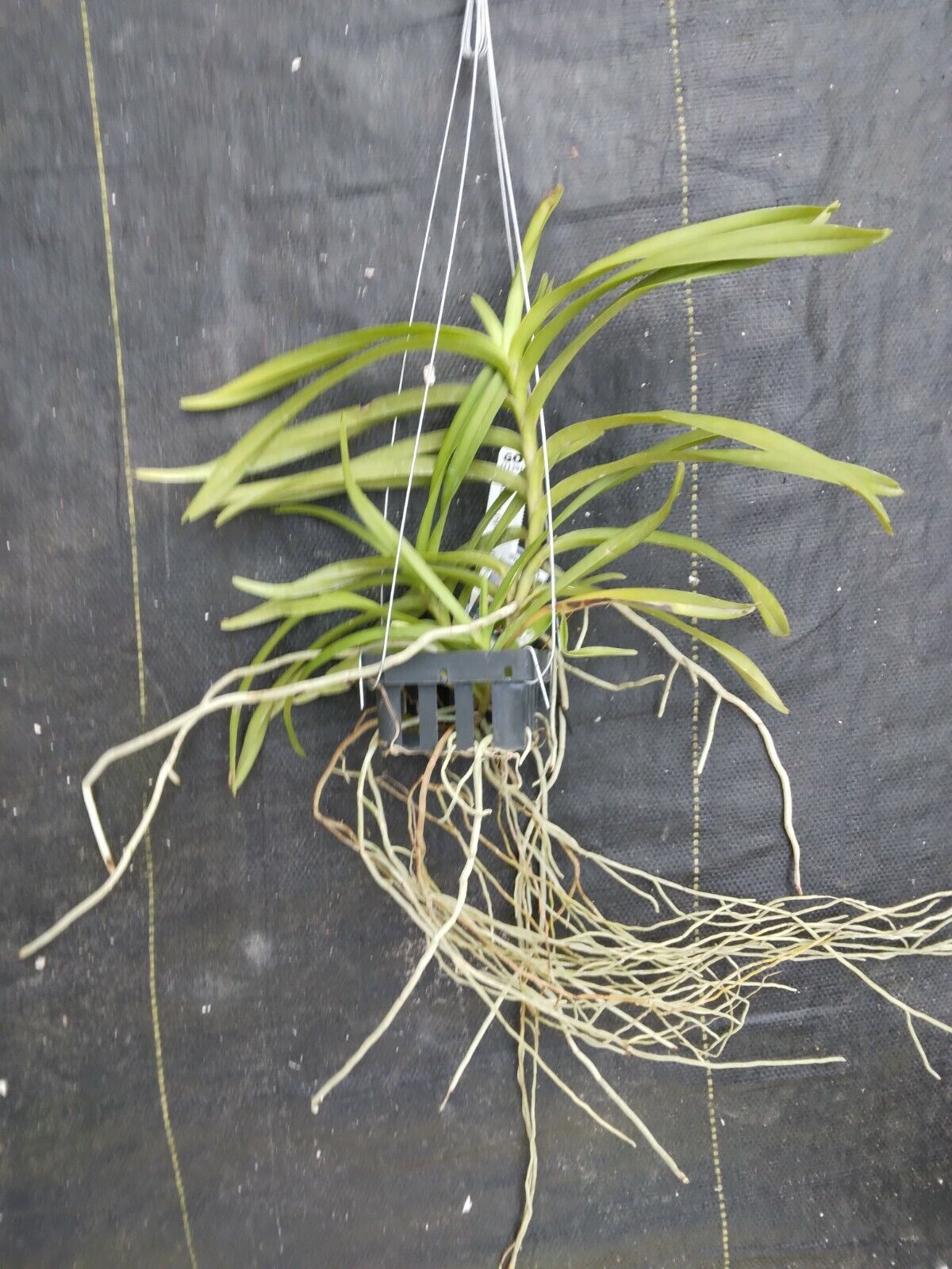 Vanda mariae Philippine species