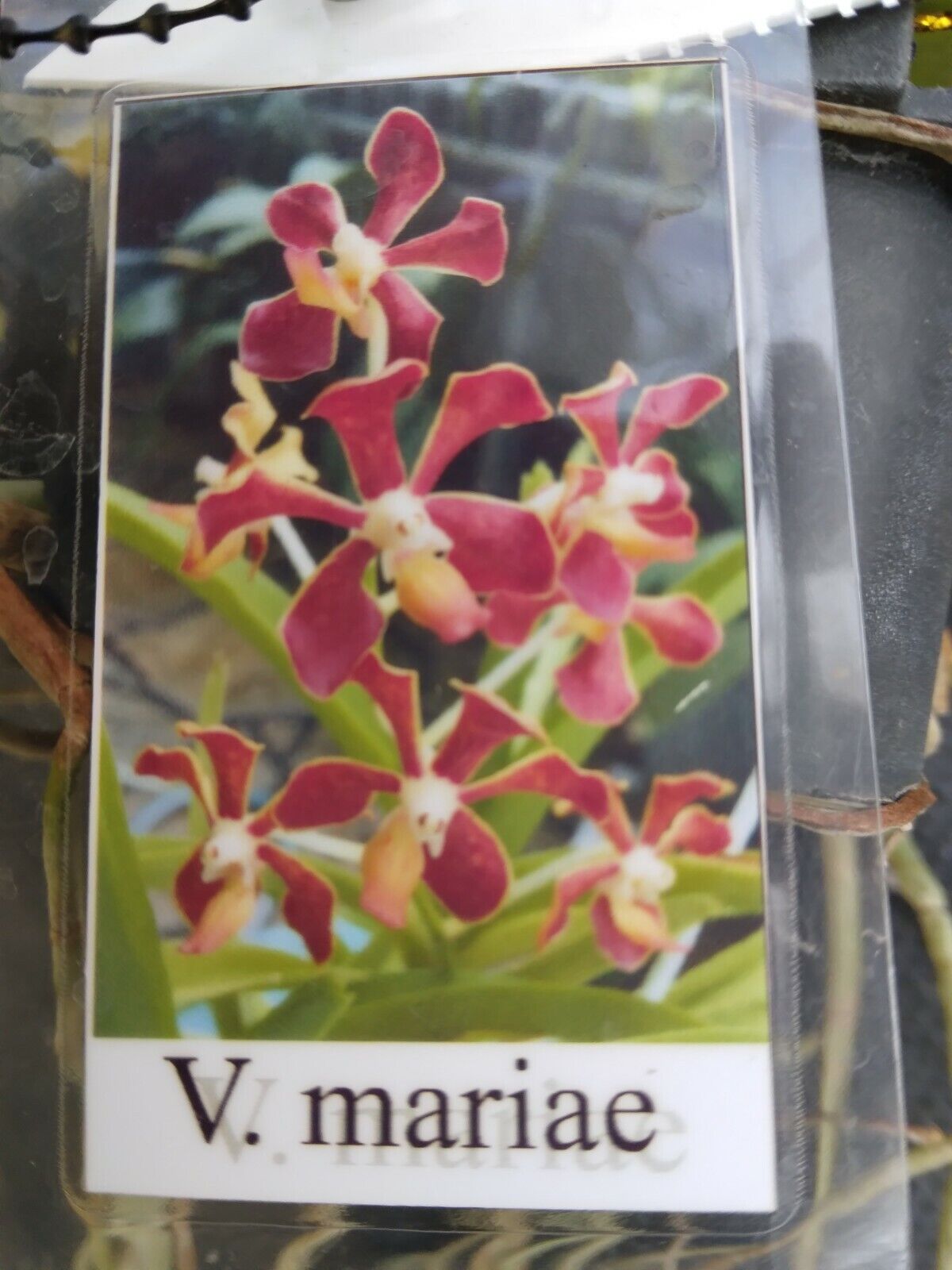 Vanda mariae Philippine species