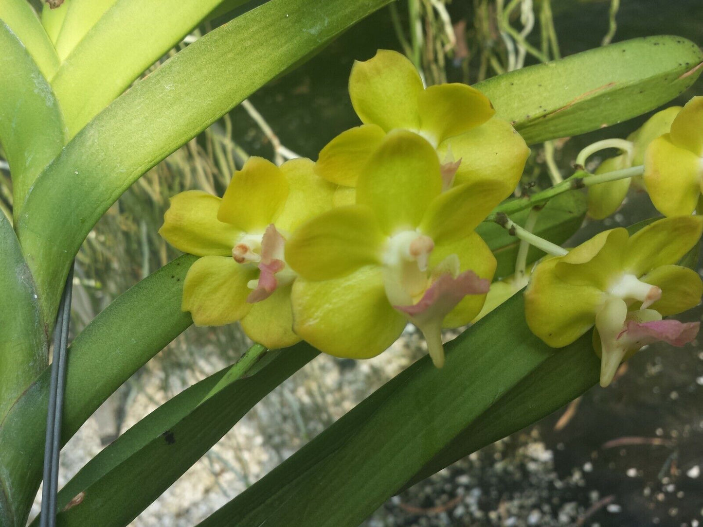 Vanda photisan fragrant