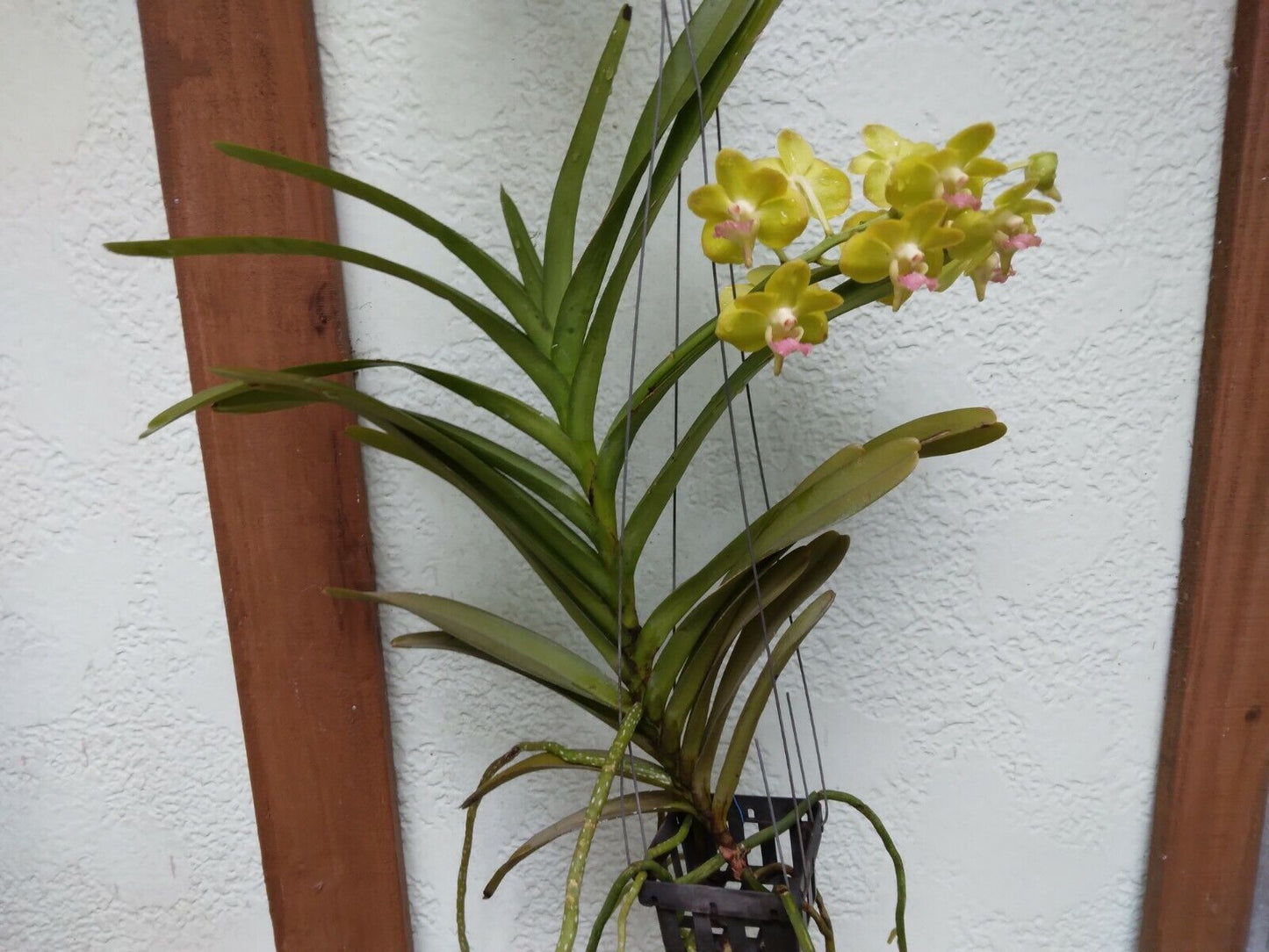Vanda photisan fragrant