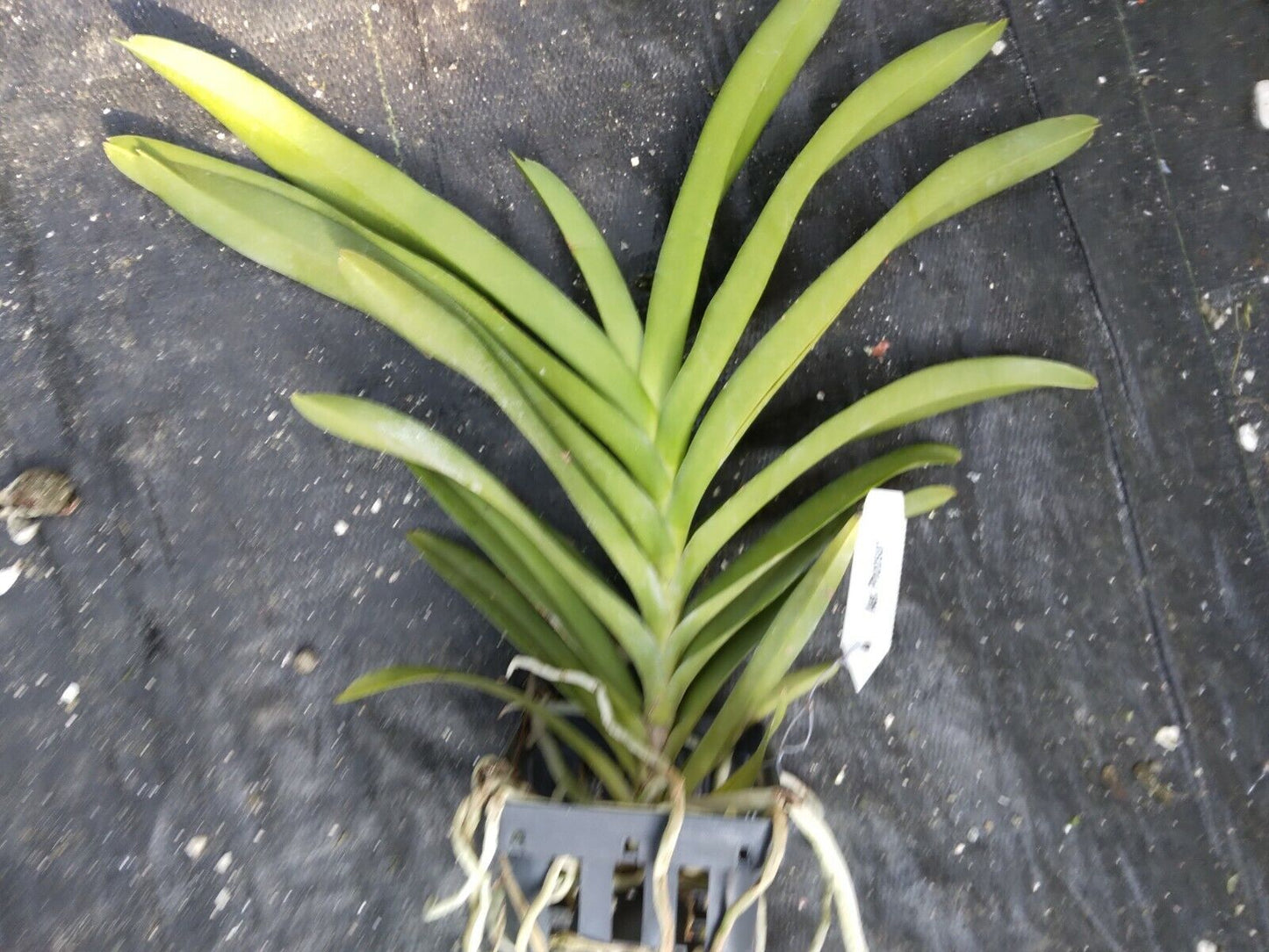 Vanda photisan fragrant