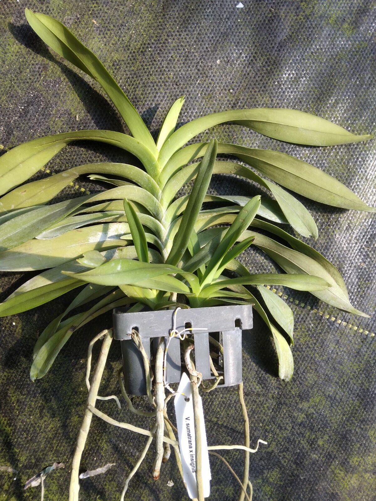 Vanda sumatrana