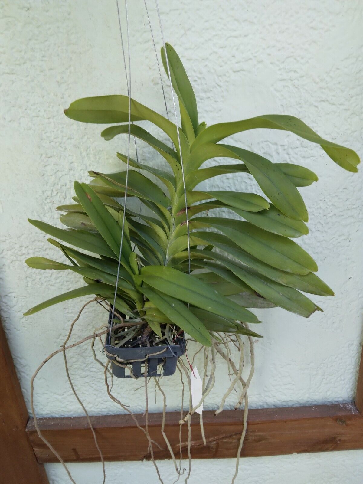 Vanda sumatrana