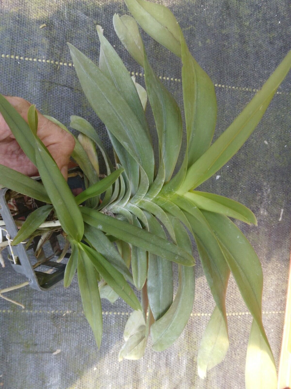Vanda sumatrana