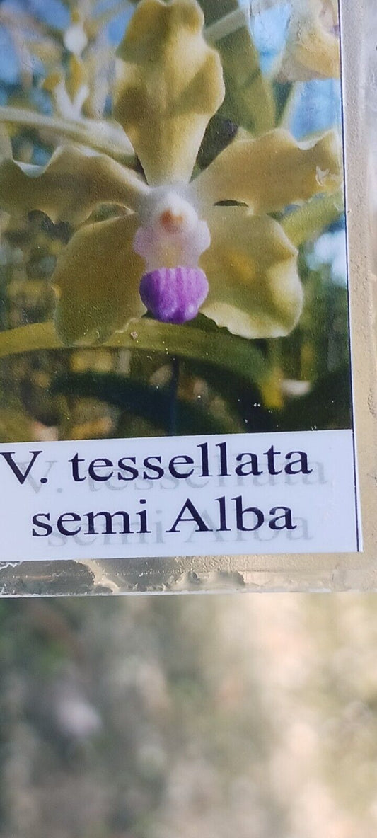 Vanda tessellata semi alba