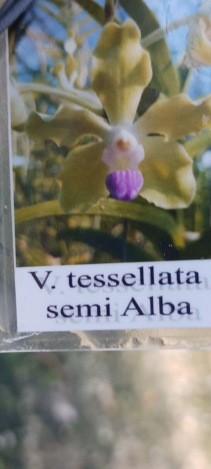Vanda tessellata semi alba