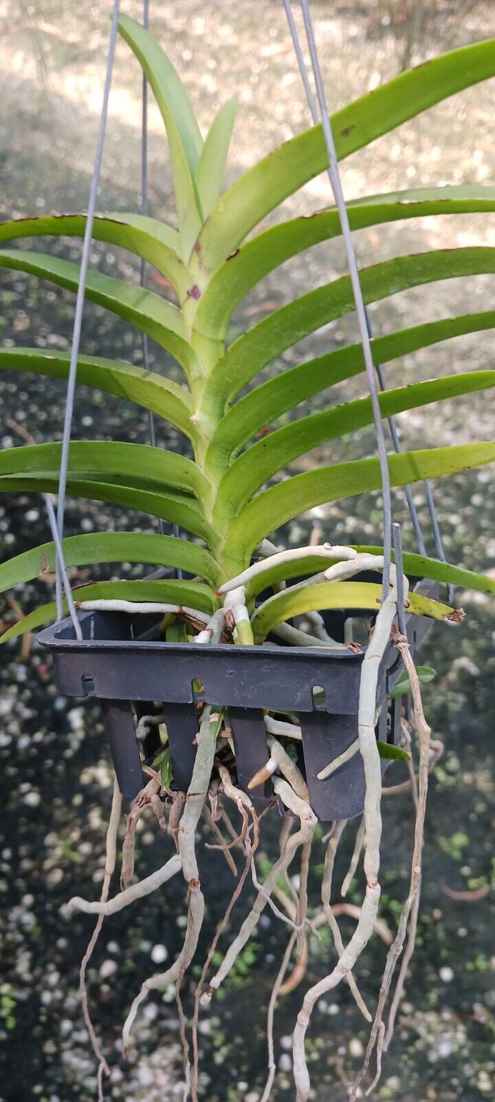 Vanda tessellata semi alba