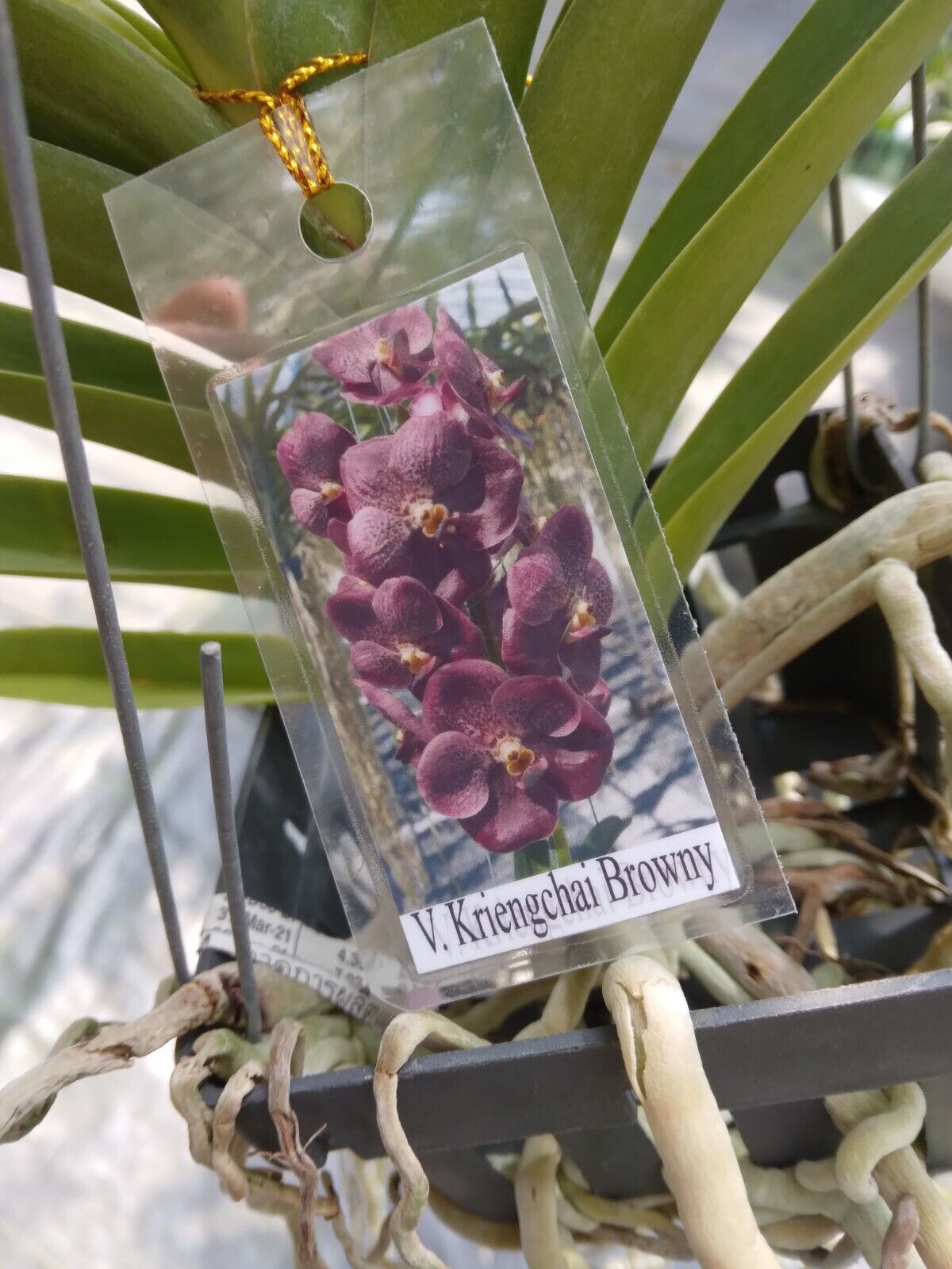 Vanda Krenchai Browny