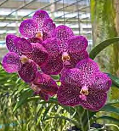 Orchid Vanda Wanvarat No 101 Happenings Plants