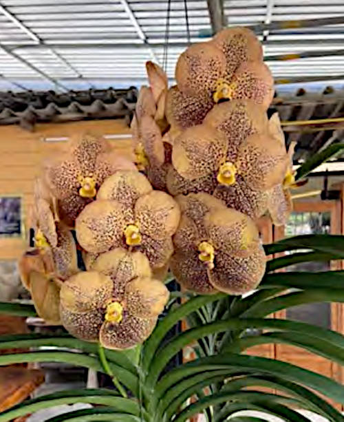 Orchid Vanda His Majesty King Charles III