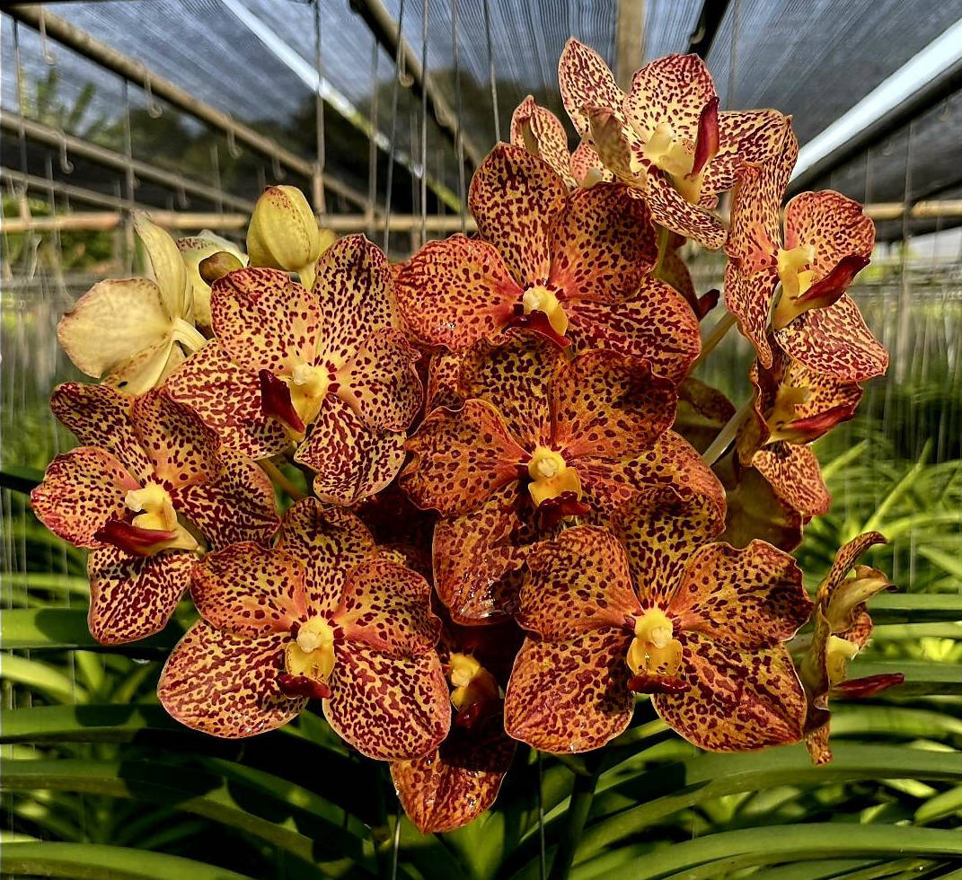 Vanda Pud Tan x Yip Sum Wah