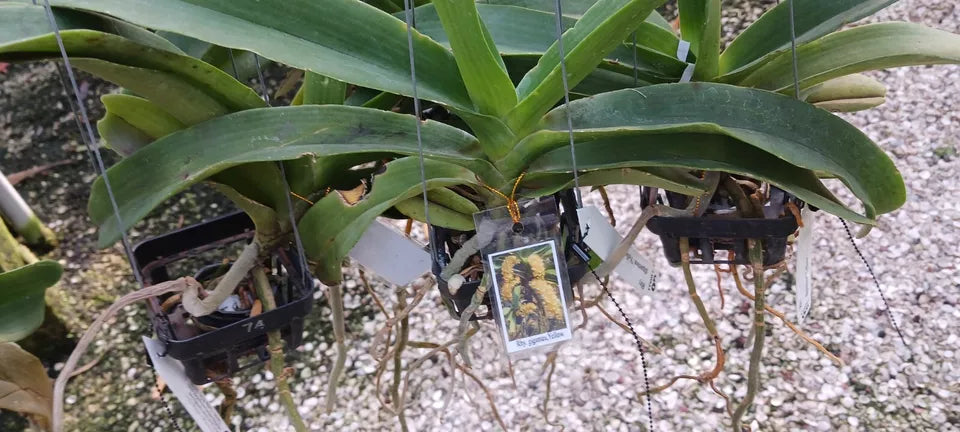 Vanda Rhynchostylis gigantea Yellow