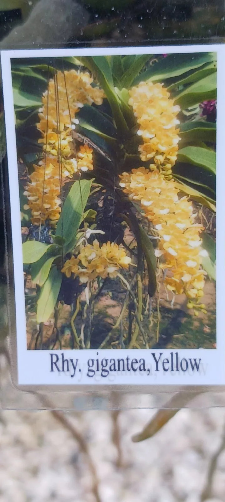 Vanda Rhynchostylis gigantea Yellow