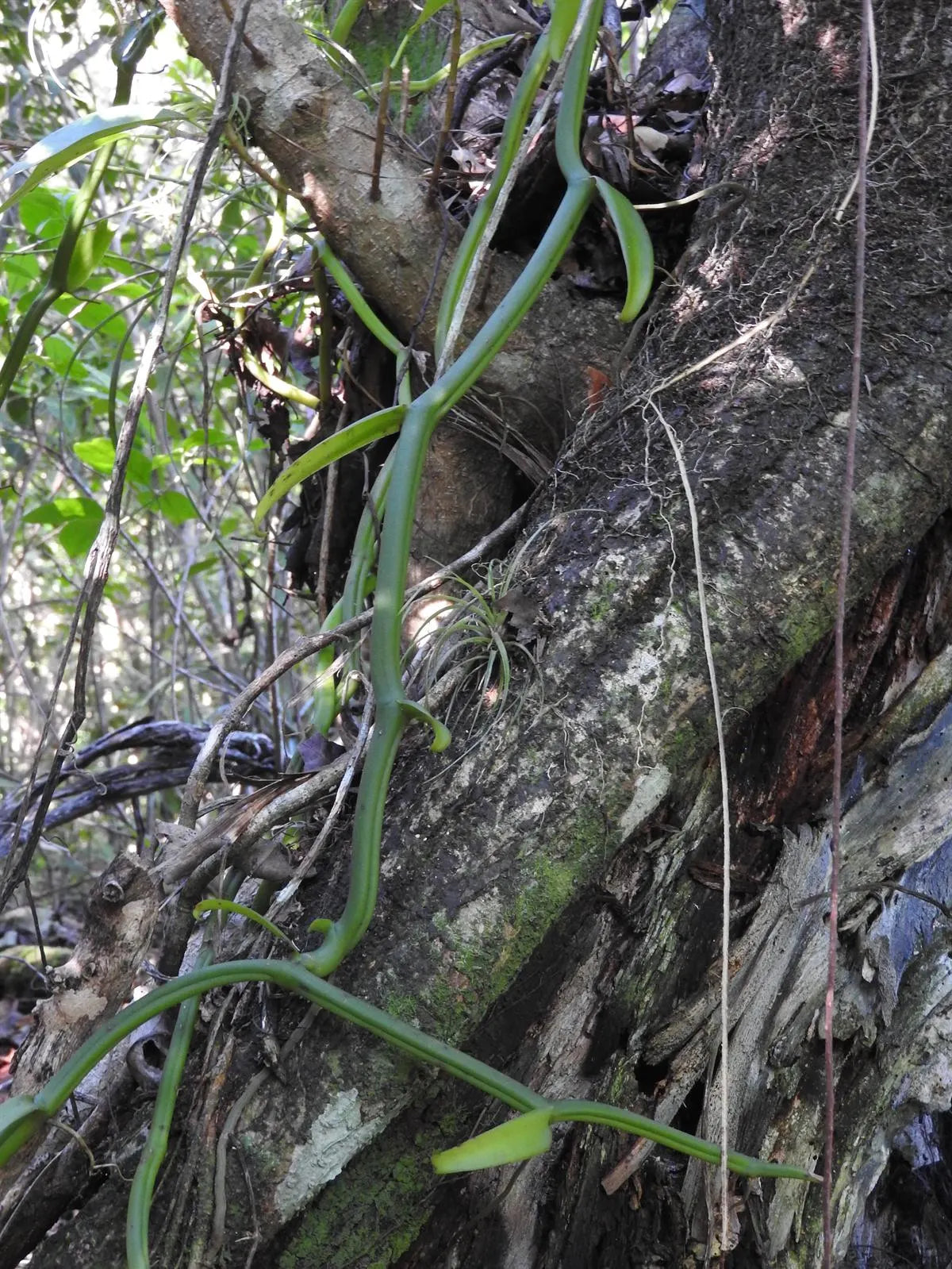 Orchid Vanilla poitaei leafless type Caribbean Topical Plants