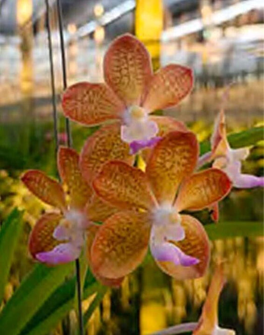 Orchid Vanda Aeromatic x Mimi Palmer Fragrant