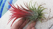 Bromeliad Tillandsia ionantha Honduras Air Plant 2 pack