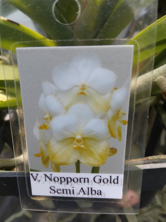 Vanda Nopporn Gold Semi Alba Mad Happenings Tropical Hanging Plant