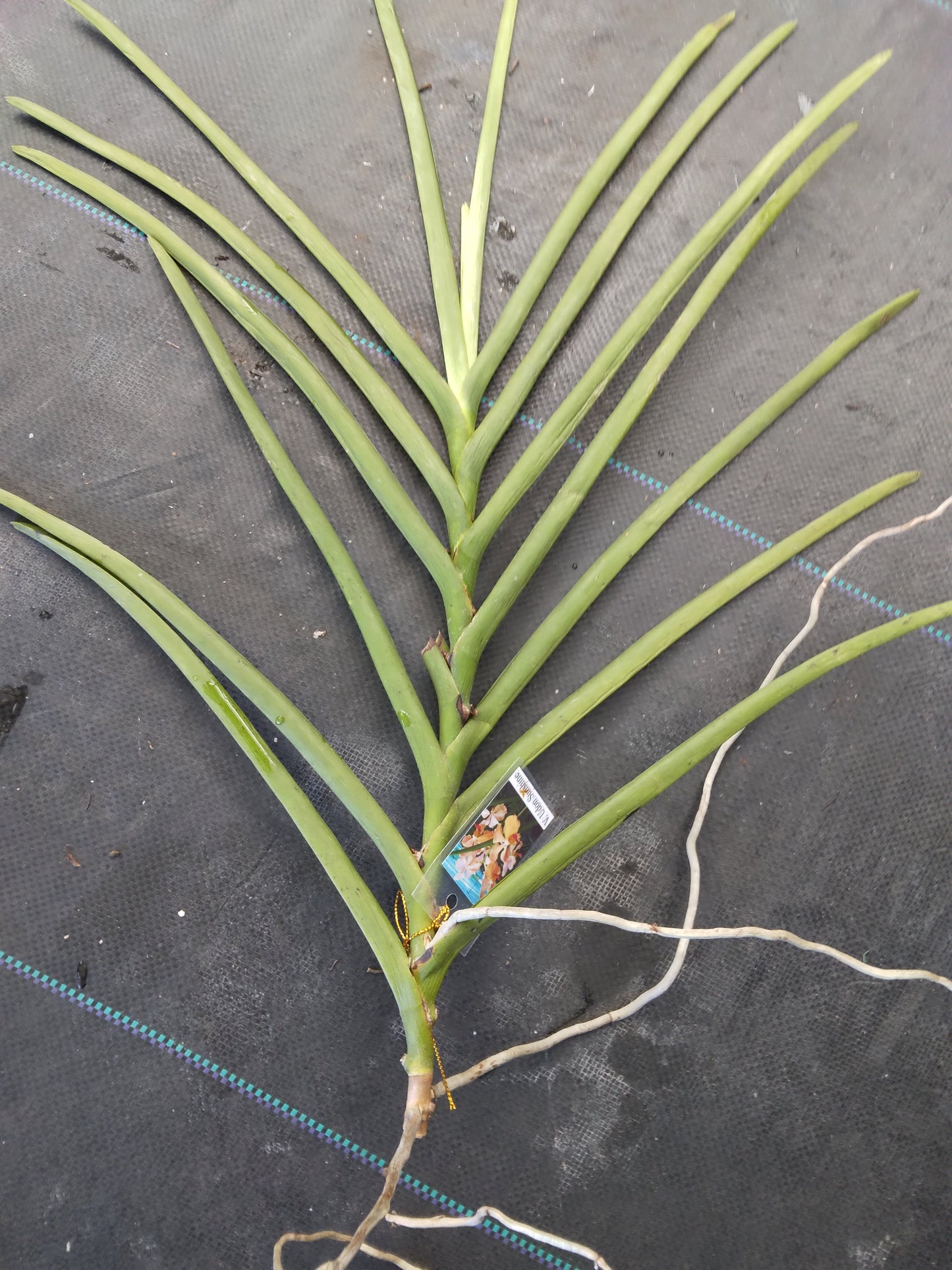 Vanda Udon Sunshine Full Sun single Exotic Tropical Plants