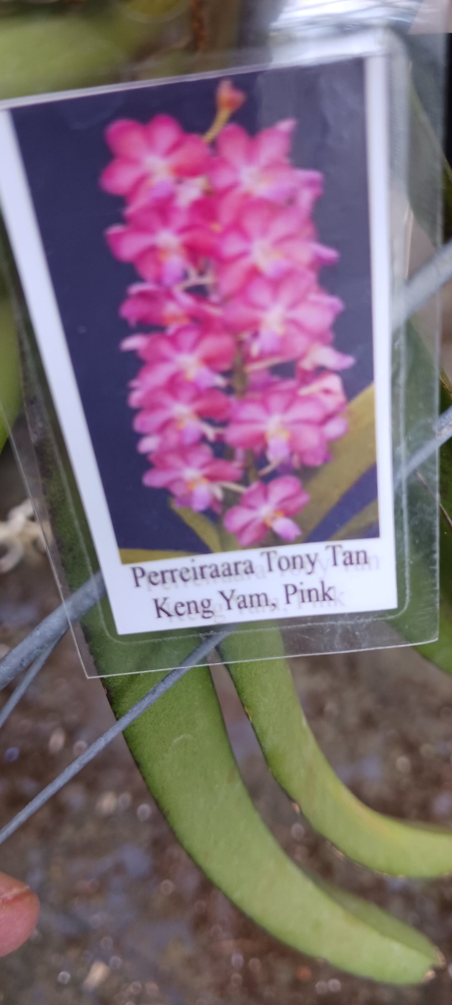 Vanda Perreiraara Tony Tan Keng Yam