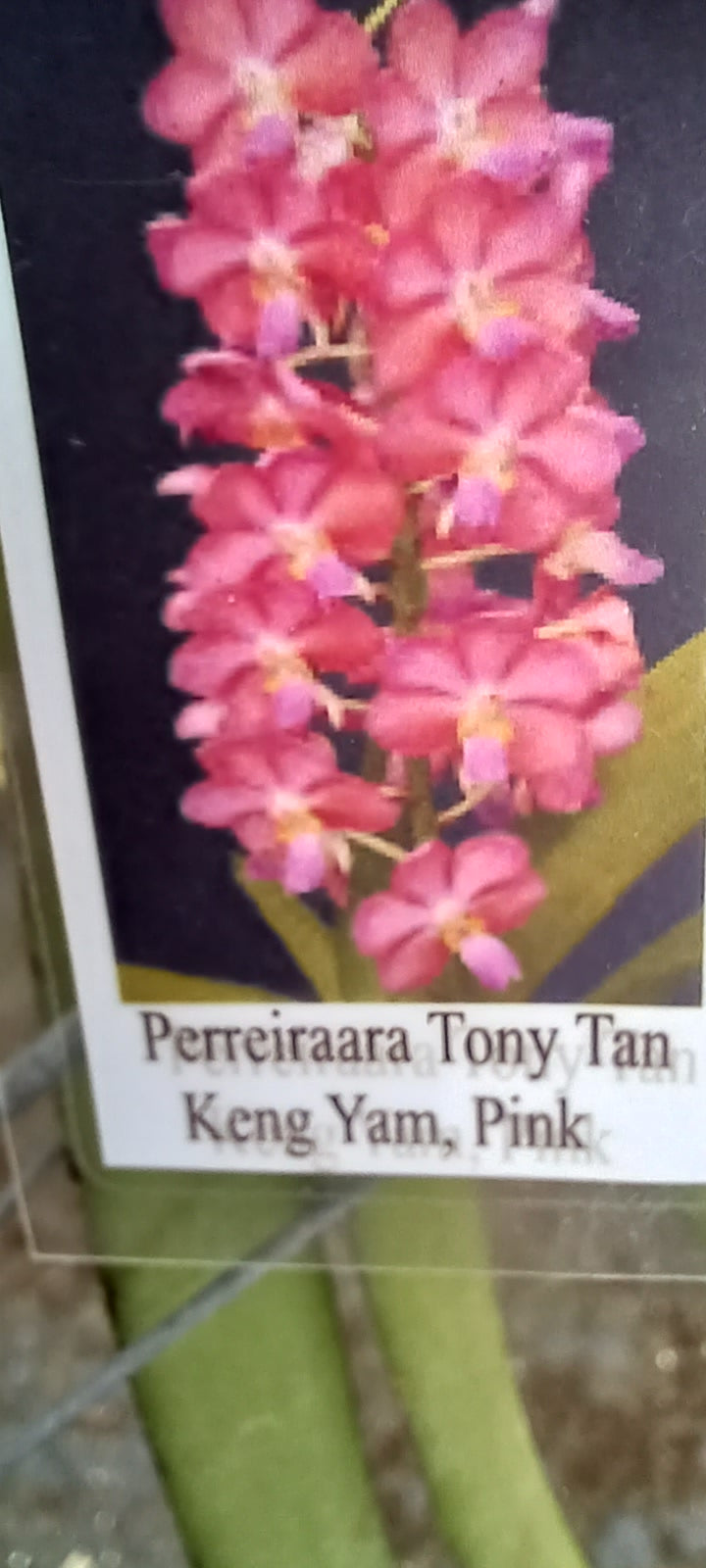 Vanda Perreiraara Tony Tan Keng Yam
