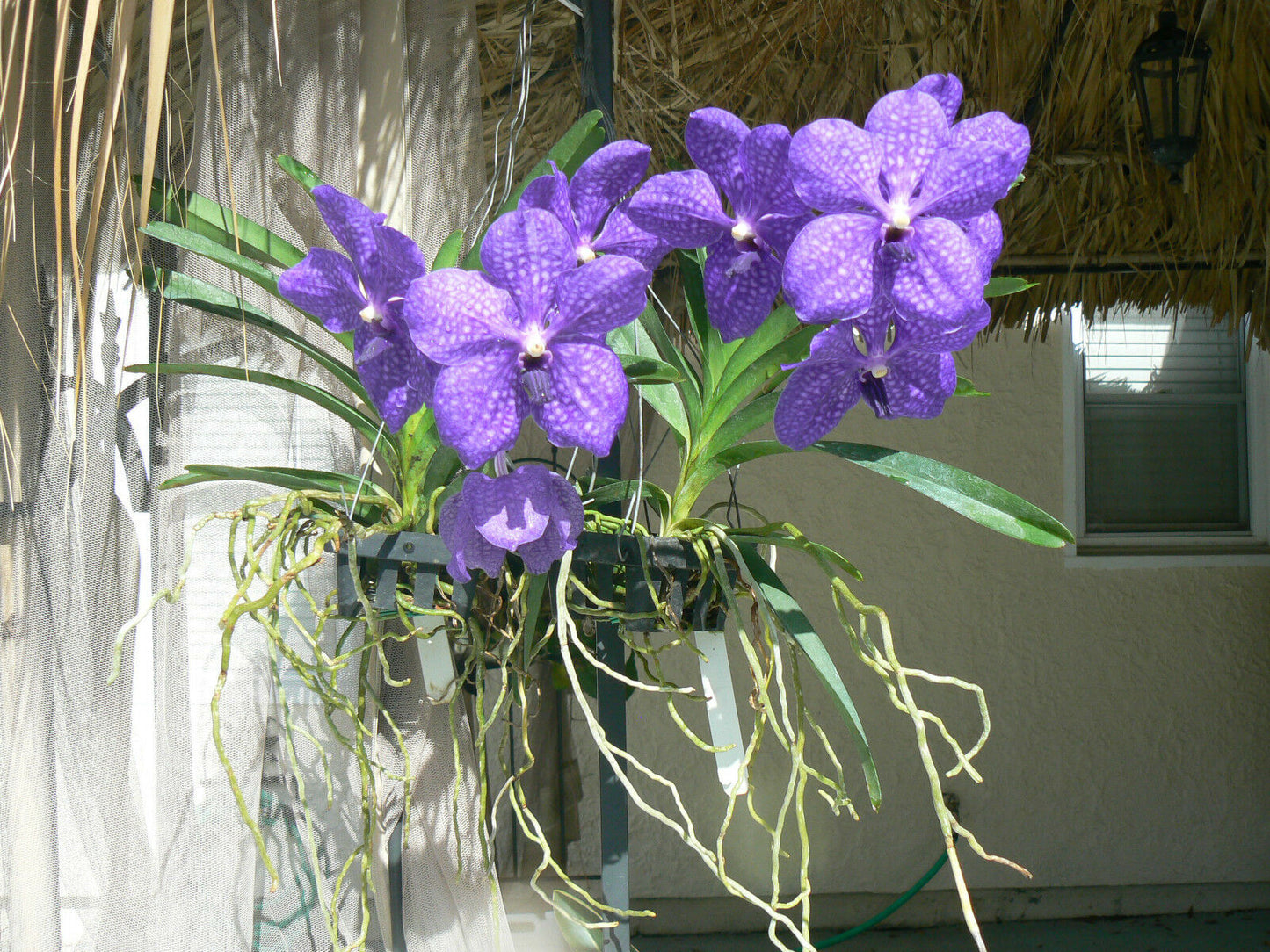 Vanda Pachara Delight Pachara