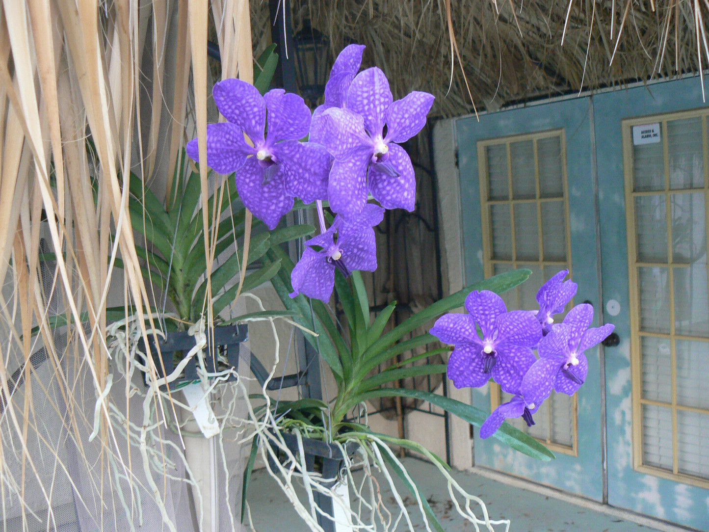 Vanda Pachara Delight Pachara