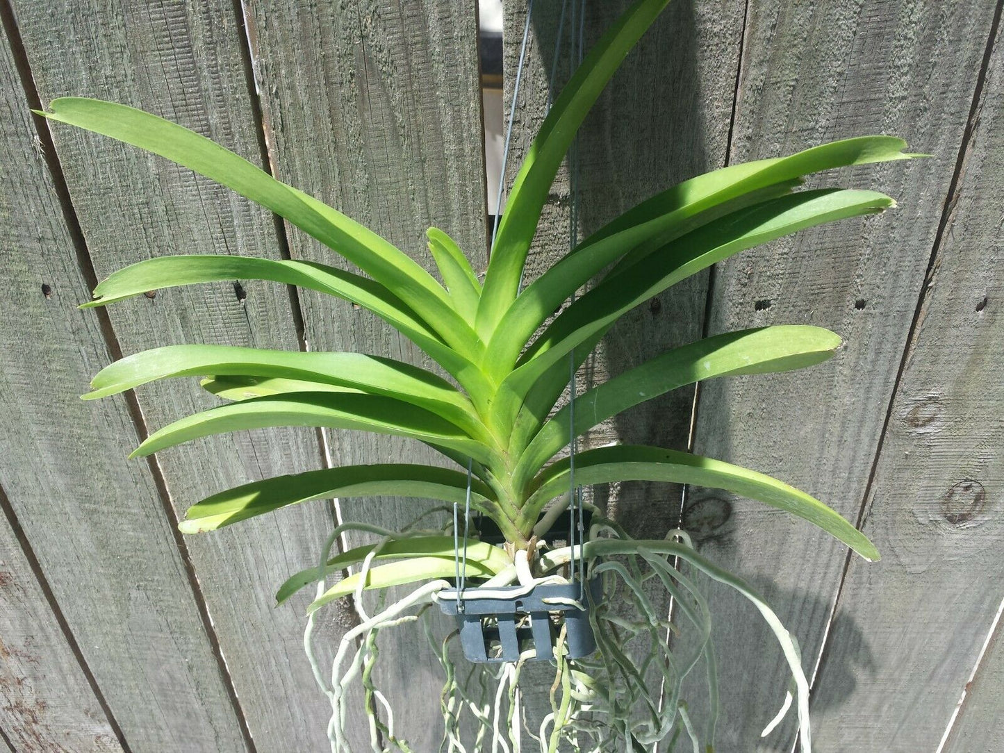 Vanda Pachara Delight Pachara