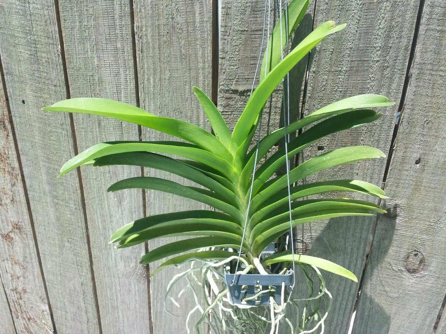 Vanda Pachara Delight Pachara