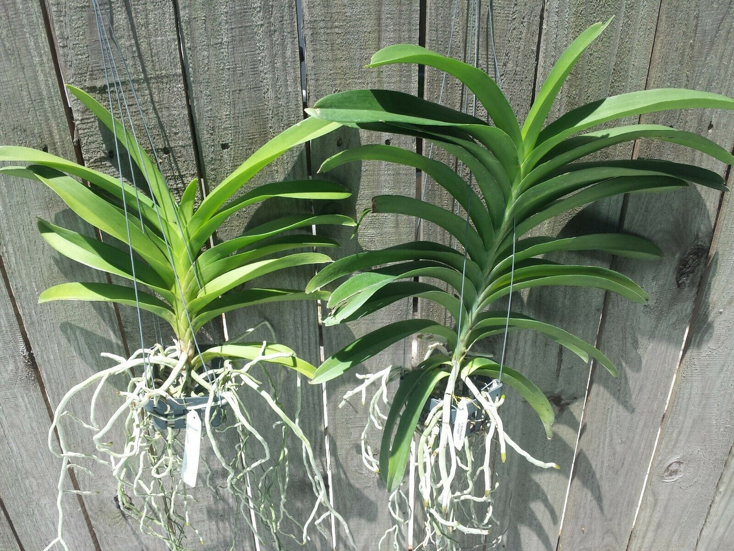 Vanda Pachara Delight Pachara
