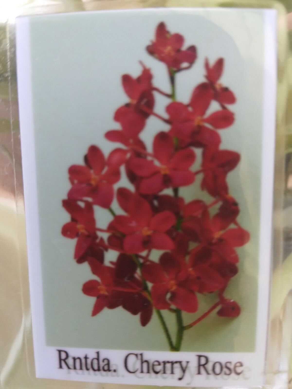 Vanda Cherry Rose (Ren storiei x V. Dr Anek)